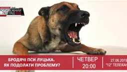 Бродячі пси Луцька: хто винен та що робити? (відео)