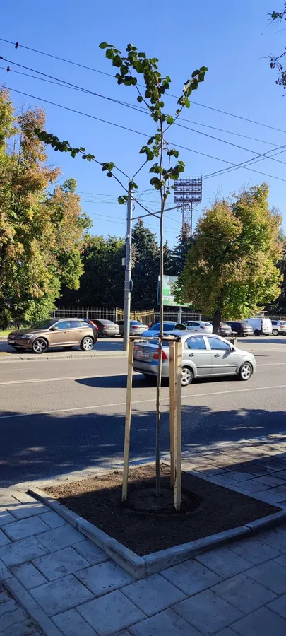 Парки, сквери, вулиці: у Луцькій громаді восени висадили 254 дерева та 285 кущів (фото)