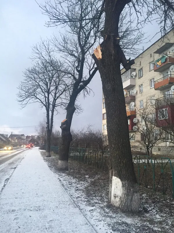 Довелося зашивати: на Волині дерево впало на дідуся з онукою (фото)
