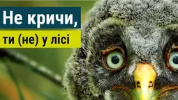 У лісах Волині заборонили кричати
