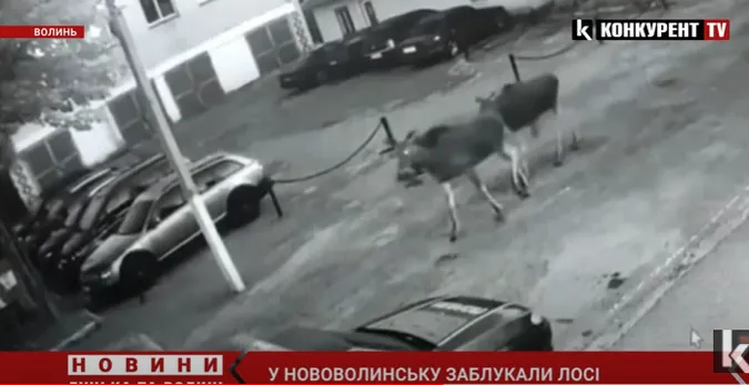 Вулицями Нововолинська блукали три лосі (відео)