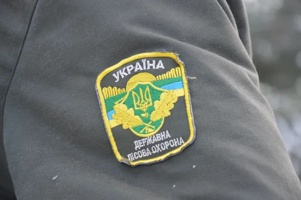 Як на Волині вирощують новорічні ялинки