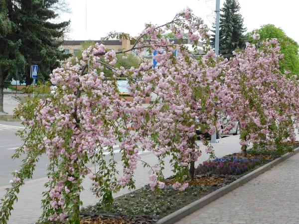 Біля луцького ЦНАПу розцвіла сакура (фото, відео)