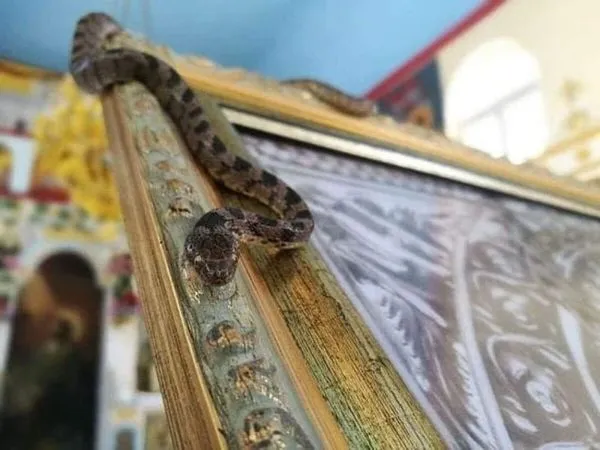 Змії щороку приходять до храму: у Греції на Успіння відбувається загадкове явище (фото)