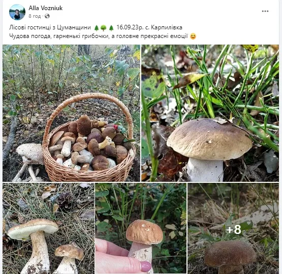 Де на Волині можна назбирати повні відра грибів (фото)