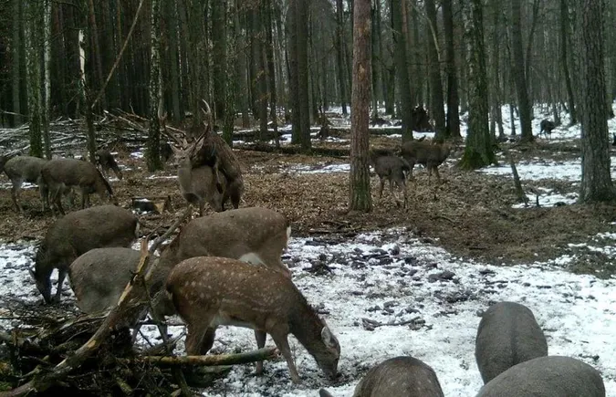 Що роблять волинські олені, коли їх ніхто не бачить: лісівники показали фото