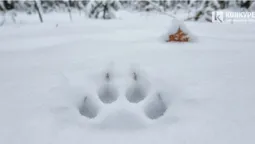 У лісах неподалік Луцька розплодився хижак (фото)
