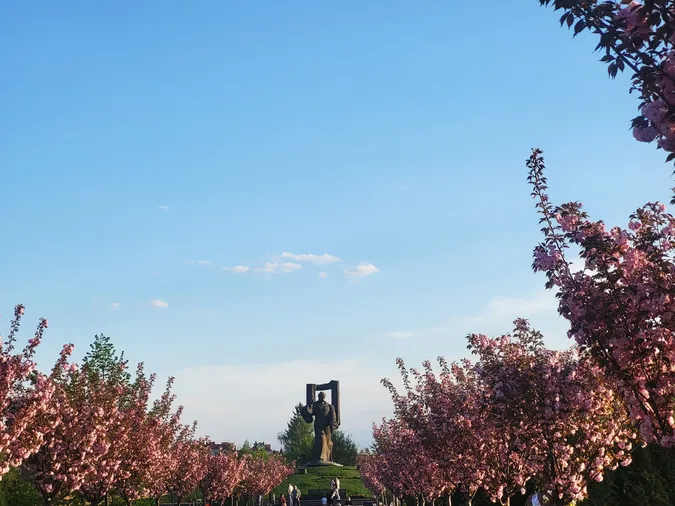 Сезон інстаграмних фото відкрито: у Ковелі зацвіли сакури (фото)