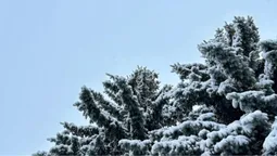 Перший у 2024: на Любешівщині випав сніг (фото)