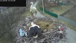 Лелеки Грицько та Одарка нарешті зустрілися у рідному гнізді на Полтавщині (відео)