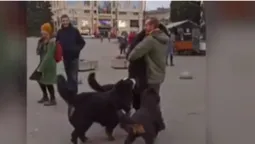 У центрі Луцька закружляв «собачий» вальс (фото, відео)