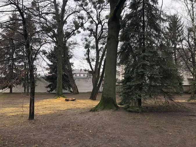 На меморіалі в Луцьку зрізали всохлі ялинки (фотофакт)