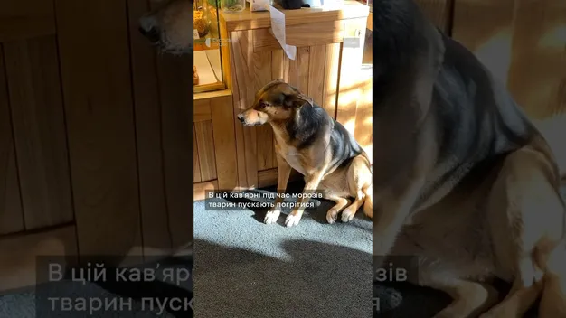 Луцькі заклади у сильні морози пускають погрітись вуличних тварин (відео)