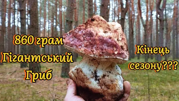 На Волині знайшли гриба-гіганта (відео)