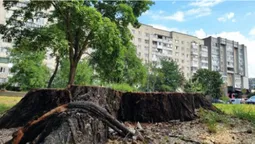 Тополі, клени і вербу: луцькому сквері зрізають дерева (відео)