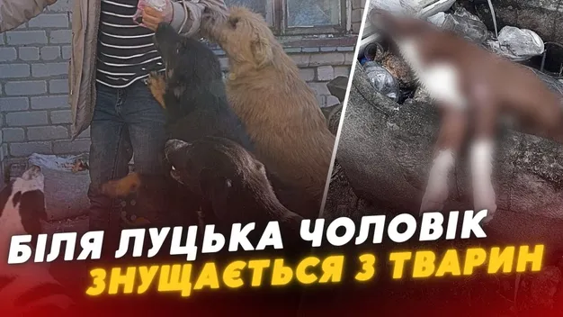 Будемо самі відстрілювати: мешканці села біля Луцька збунтувалися проти сусіда-собачника (відео)