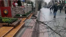 У центрі Луцька в пішохідній зоні впало дерево (фото)