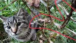 У Луцьку кішку серед ночі викинули на вулицю та прив'язали у кущах (фото)