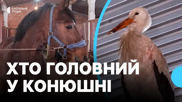 Літає над кіньми і змагається з котом: на Волині у стайні зимує лелека (фото, відео)
