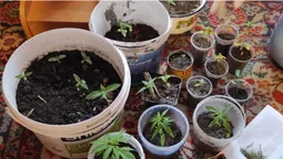 Ковельчанка вирощувала на підвіконні коноплі (фото)