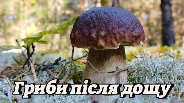 На Волині після дощу виросло багато білих грибочків: де шукати (фото)