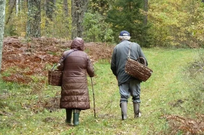 Чому сьогодні не можна ходити до лісу