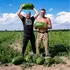 Не гірші за херсонські: на Волині фермер зібрав 120 тонн солодких кавунів з двох гектарів (фото)