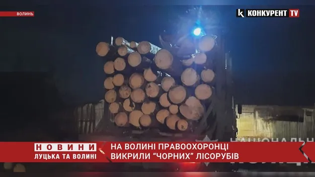 Біля Ківерців і в Старій Вижівці: поліцейські знайшли незаконно зрубані сосни (фото, відео)