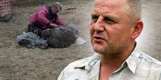 Від двох пар овець до великої отари: як господар з Волині розвиває вівчарство (фото, відео)