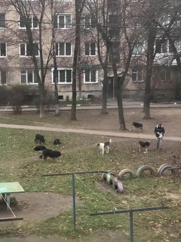 «Весь двір в собачому га*ні»: лучани скаржаться на бродячих псів