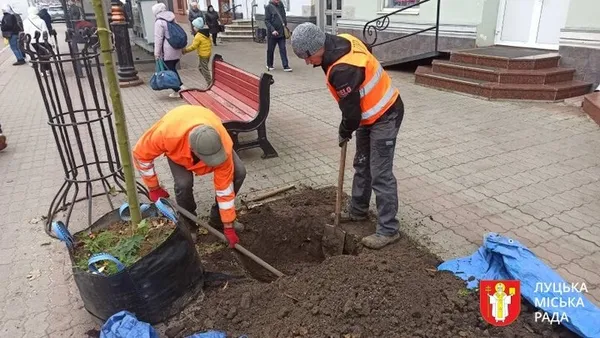 Замість всохлих кленів і вишень: у Луцьку висадили 11 нових дерев (фото)