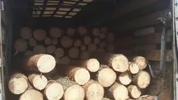На Волині затримали бус  із "нікому не потрібною" деревиною (фото)