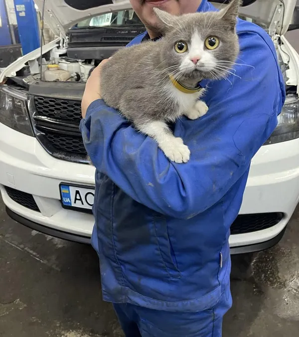 Лучанин привіз на СТО чужого кота під капотом (фото)