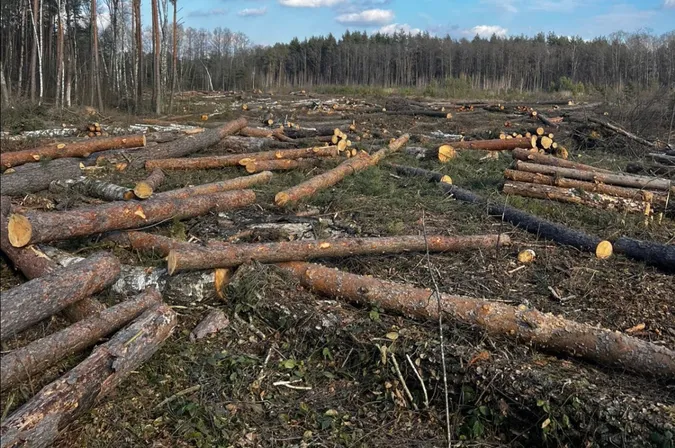 На Ковельщині незаконно зрубали десятки дерев