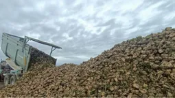 Погода сприяла: на Волині завершили збір цукрових буряків (відео)