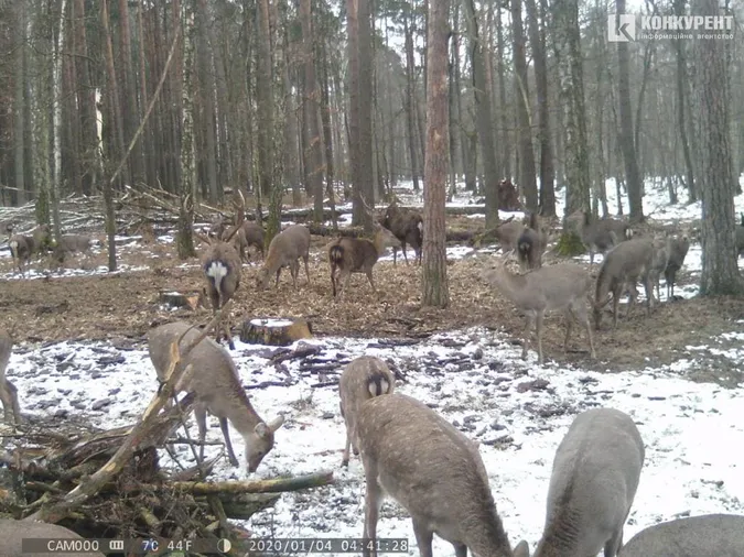 Що роблять волинські олені, коли їх ніхто не бачить: лісівники показали фото