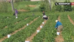 Скільки можна заробити на полуниці в Хорохорині на Волині та як її збирають (відео)