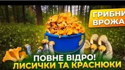Білі, лисички та рижики: у лісах на Волині збирають повні відра грибів (фото, відео)
