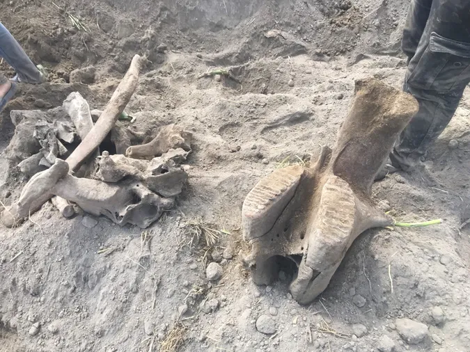 Слон у кукурудзі: у Туреччині знайшли скам’янілий скелет тварини (фото)