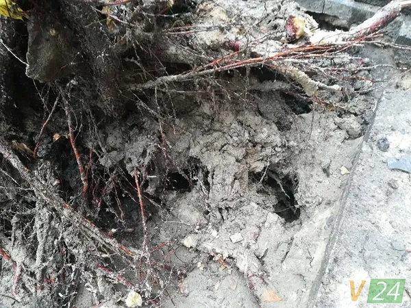 Під час зливи у центрі Луцька завалилося дерево (фото)