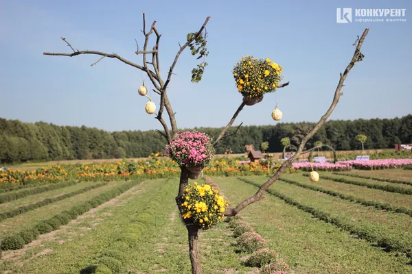 Осіння «Волинська Голландія»: що і за скільки можна купити (фото)