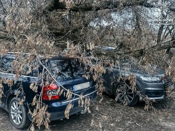 Повалені дерева й розчавлені автівки: у Луцьку негода накоїла лиха (фото)