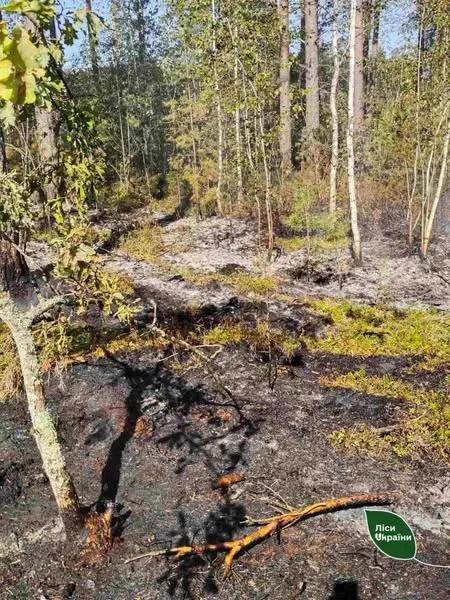 На Волині в лісі знайшли уламки збитого «шахеда» (фото)