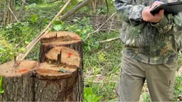 У Луцькому районі – масштабна рубка дерев на 14 000 000 гривень