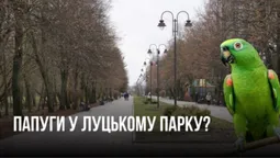 Чому у луцьких парках немає папуг і коли вони з'являться (фото)
