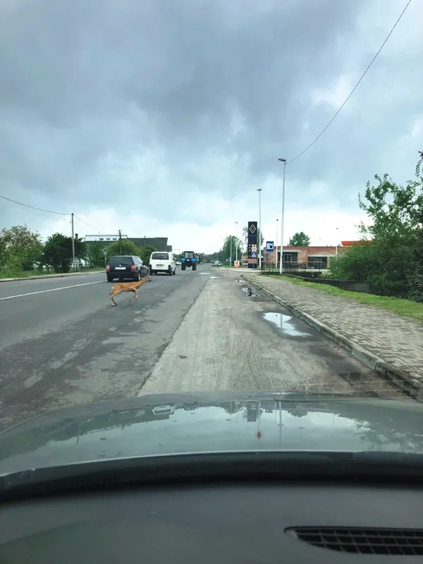 На волинській автотрасі біля ресторану «прогулювався» дикий козел (фото)