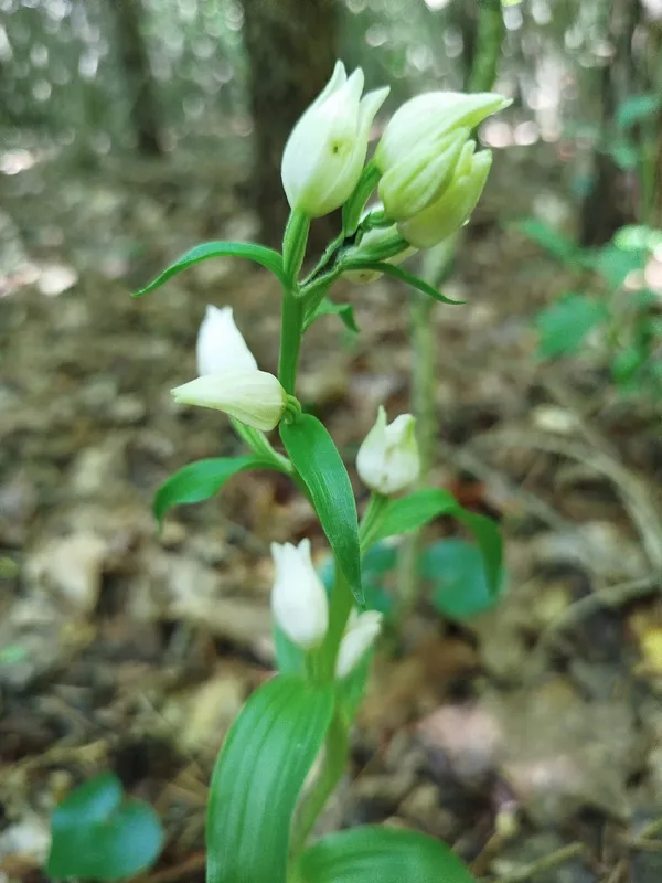 Булатка великоквіткова
(Cephalanthera damasonium)