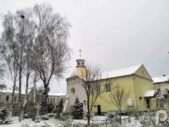 Природна аномалія: у Луцьку взимку зацвіла сакура (фото)