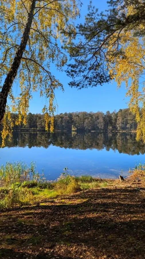 Серед лісів Волині ховається озеро з прозорою водою та рідкісними птахами (фото)