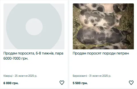 На Волині різко зріс попит і ціни на поросят: скільки коштують найпопулярніші породи